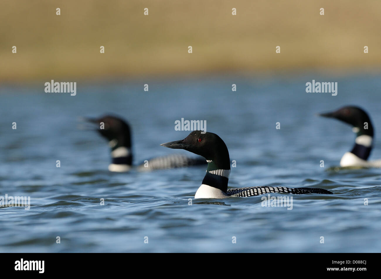 Great Northern Diver (Gavia immer) three birds swimming together, in summer breeding plumage, Lake Myvatn, Iceland, June Stock Photo