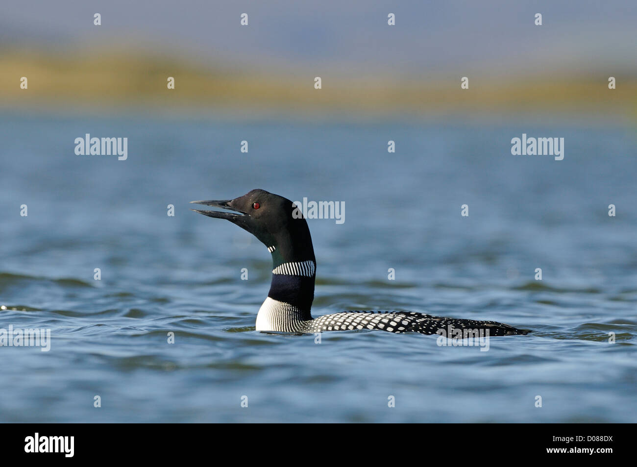 Great Northern Diver (Gavia immer) in summer breeding plumage, Lake Myvtan, Iceland, June Stock Photo