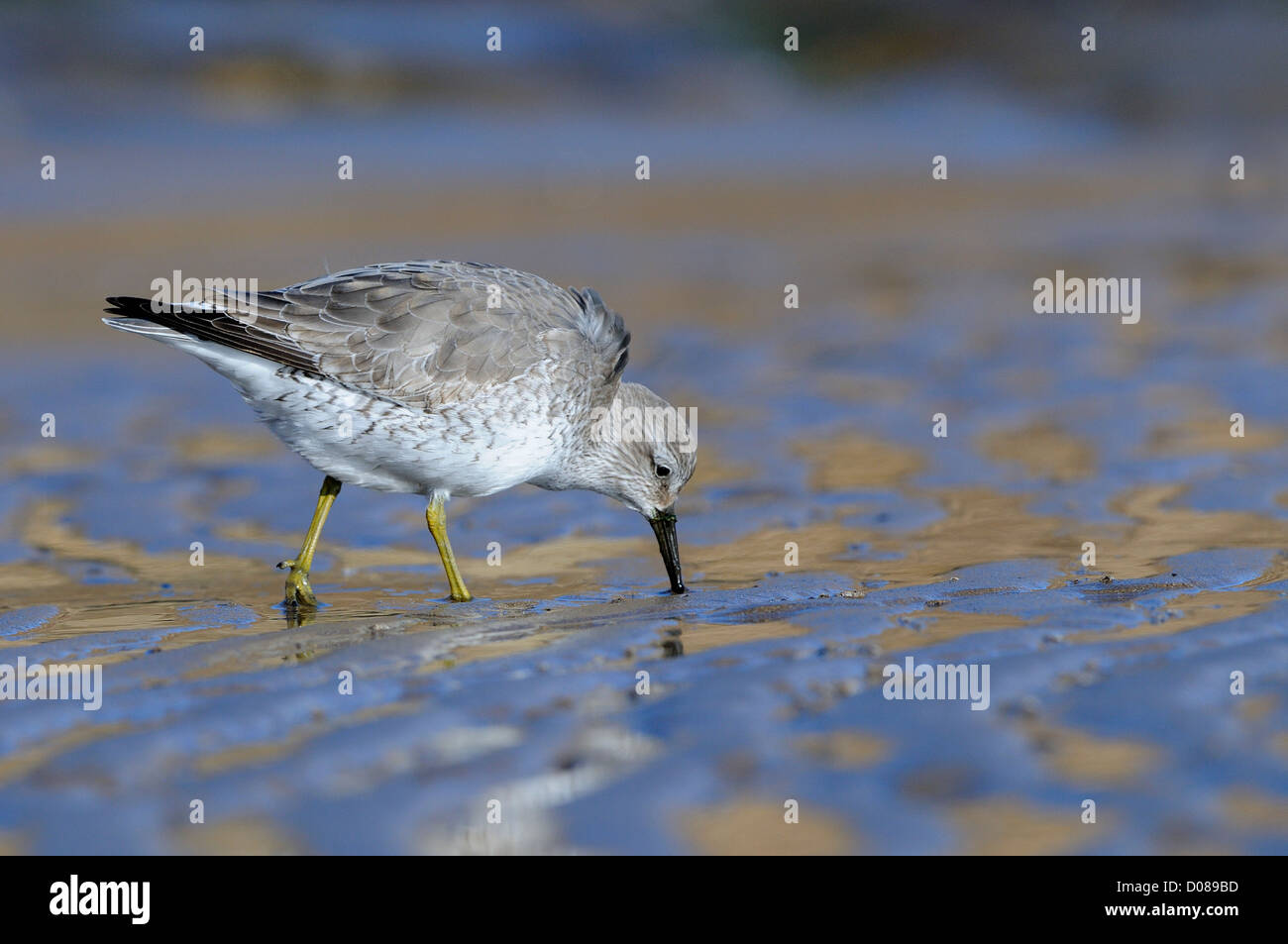 Probing beak hires stock photography and images Alamy