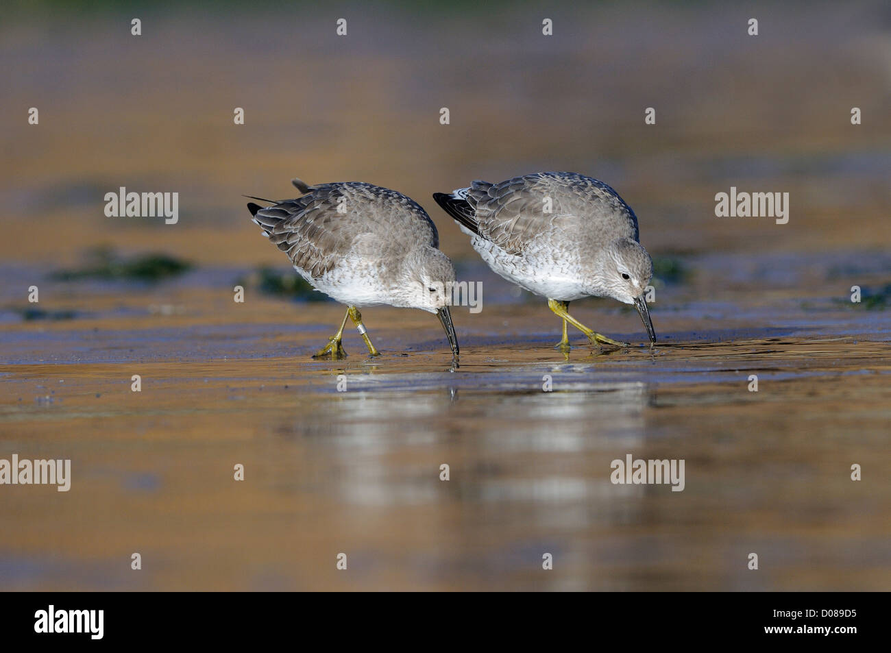 Knot (Calidris canutus) two birds in winter plumage feeding together on the beach, Yorkshire, England, February Stock Photo