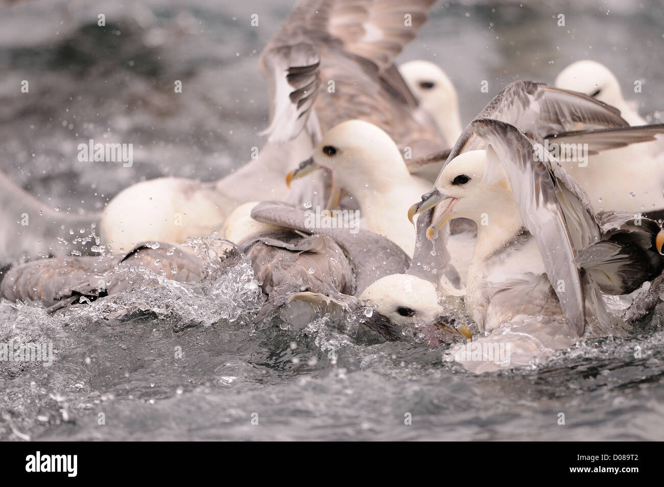 Northern Fulmar (Fulmarus glacialis) group squabbling for food on sea surface, Iceland, June Stock Photo