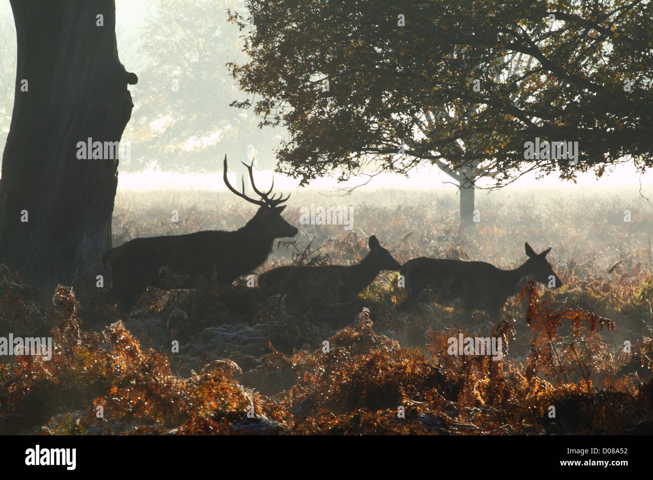 Wild Deer in autumn woodland Stock Photo