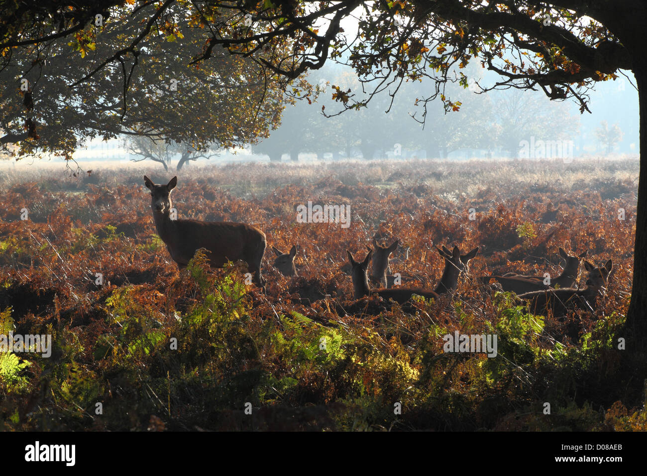 Wild Deer in autumn woodland Stock Photo