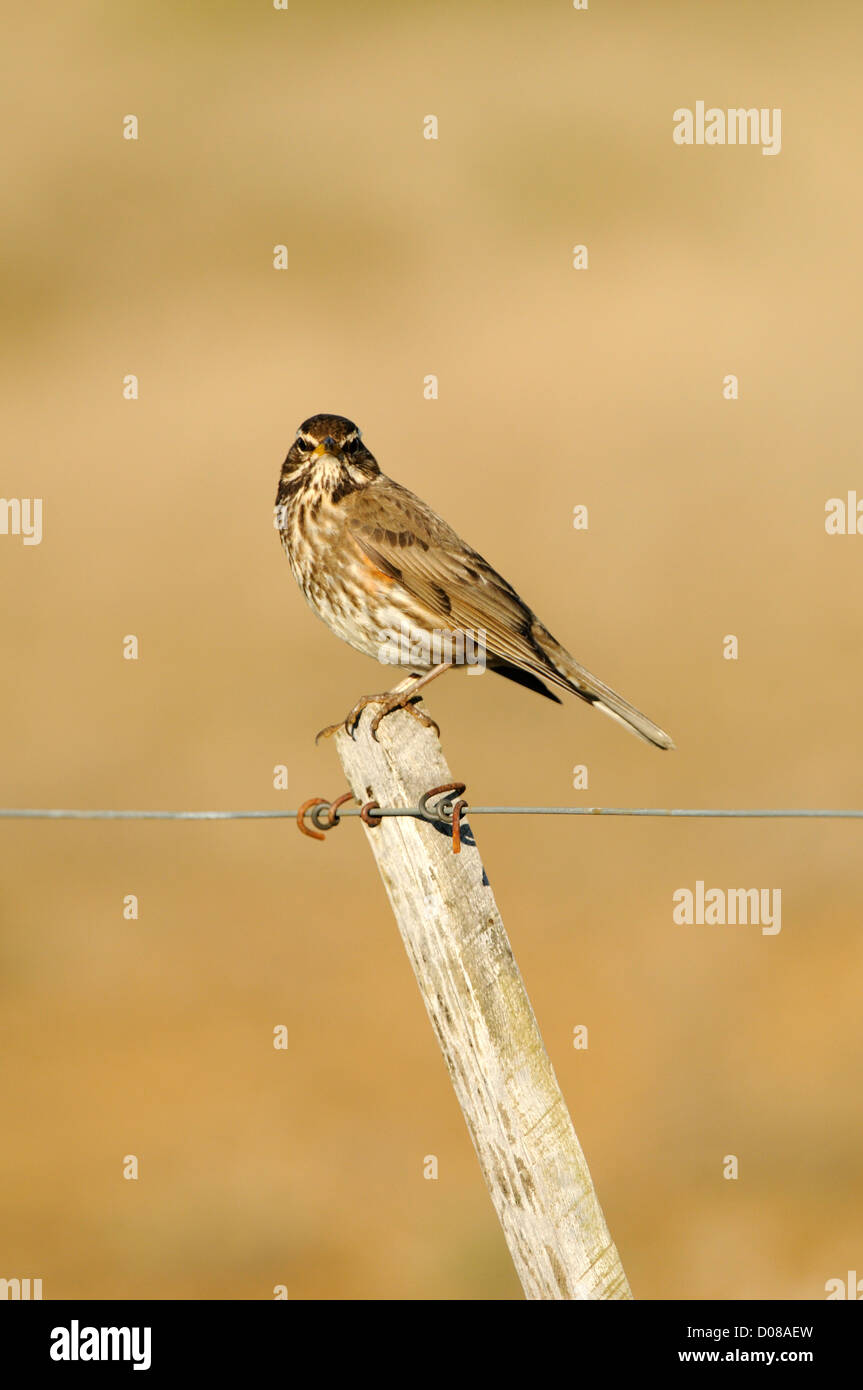Redwing (Turdus iliacus) perched on fence post, Iceland, June Stock Photo