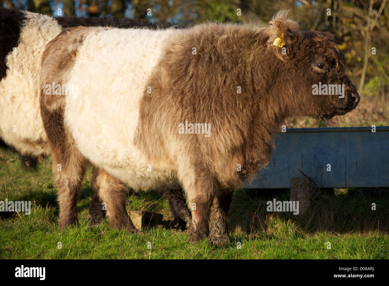 Heritage Breed Belted Galloway Cattle grazing on Reigate Hill Colley