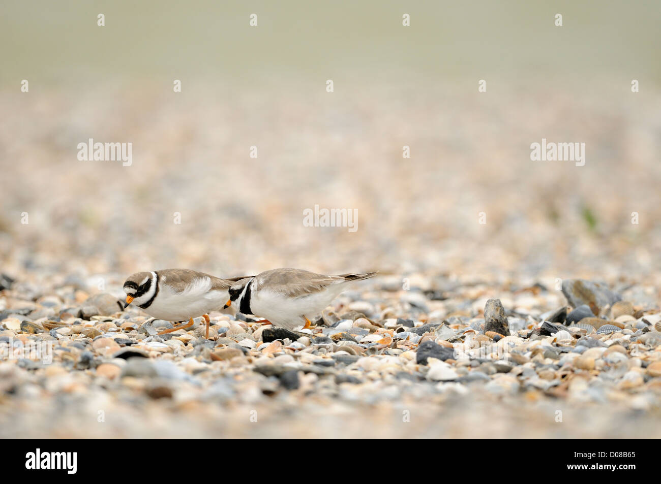 Ringed Plover (Charadrius hiaticula) breeding pair together at nest, exchanging incubation duties, Holland, May Stock Photo