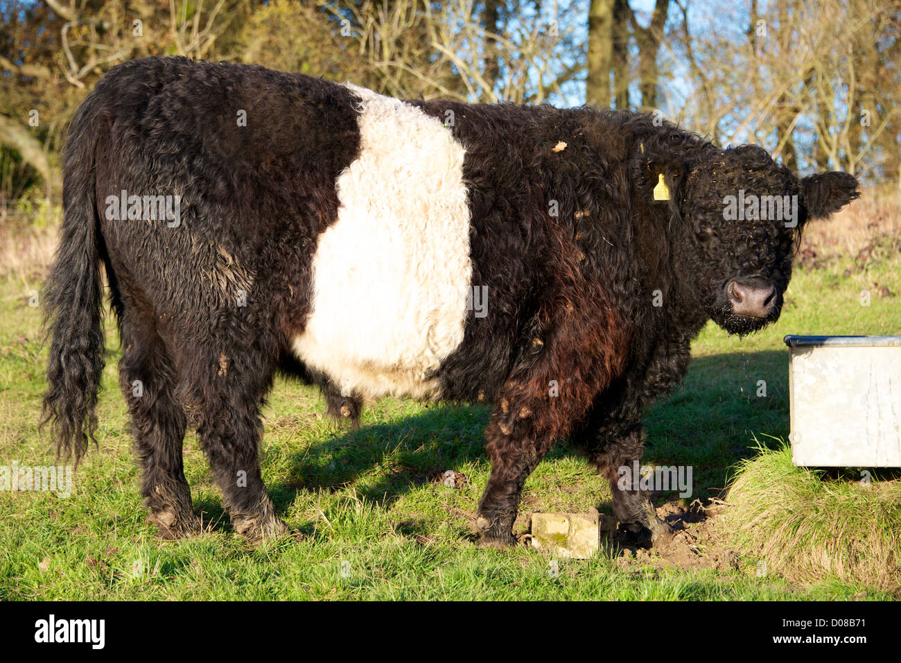Belted Galloway Cattle grazing on Reigate Hill Colley Hill Stock Photo ...