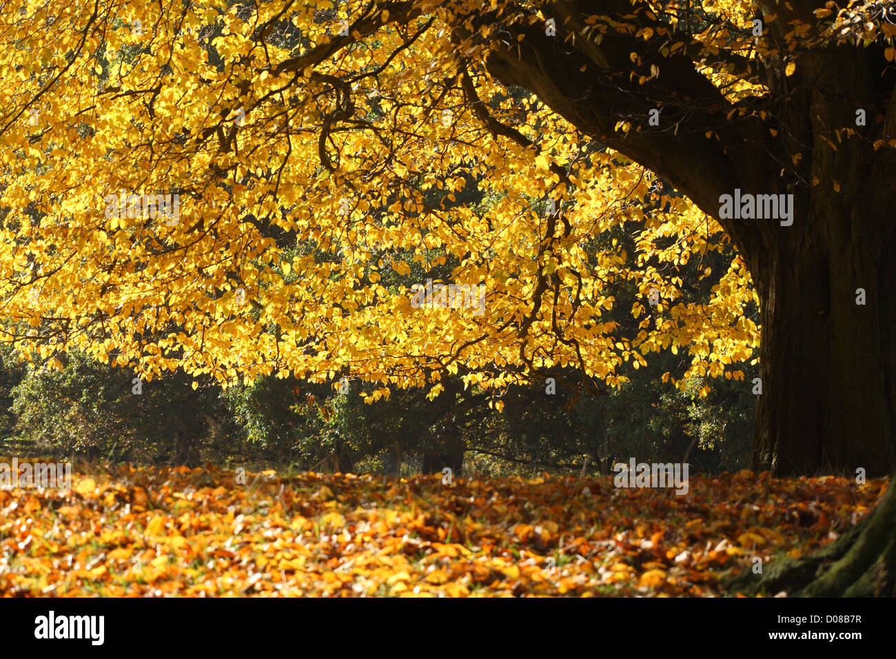 Autumn Leaves Stock Photo