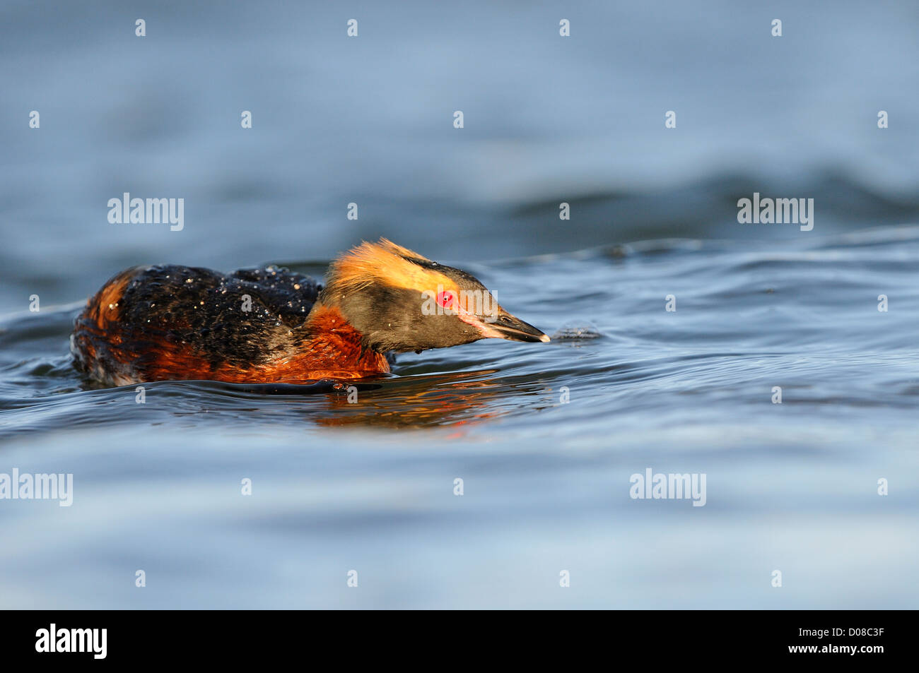 Slavonian or Horned Grebe (Podiceps auritus) in summer breeding plumage, swimming in aggressive posture, Iceland, June Stock Photo