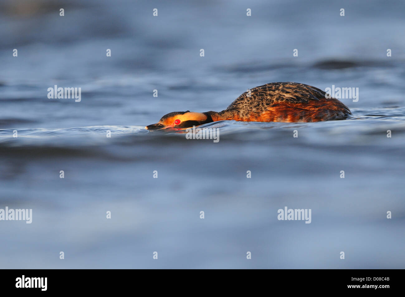 Slavonian or Horned Grebe (Podiceps auritus) in summer breeding plumage, swimming in aggressive posture with head underwater, Ic Stock Photo