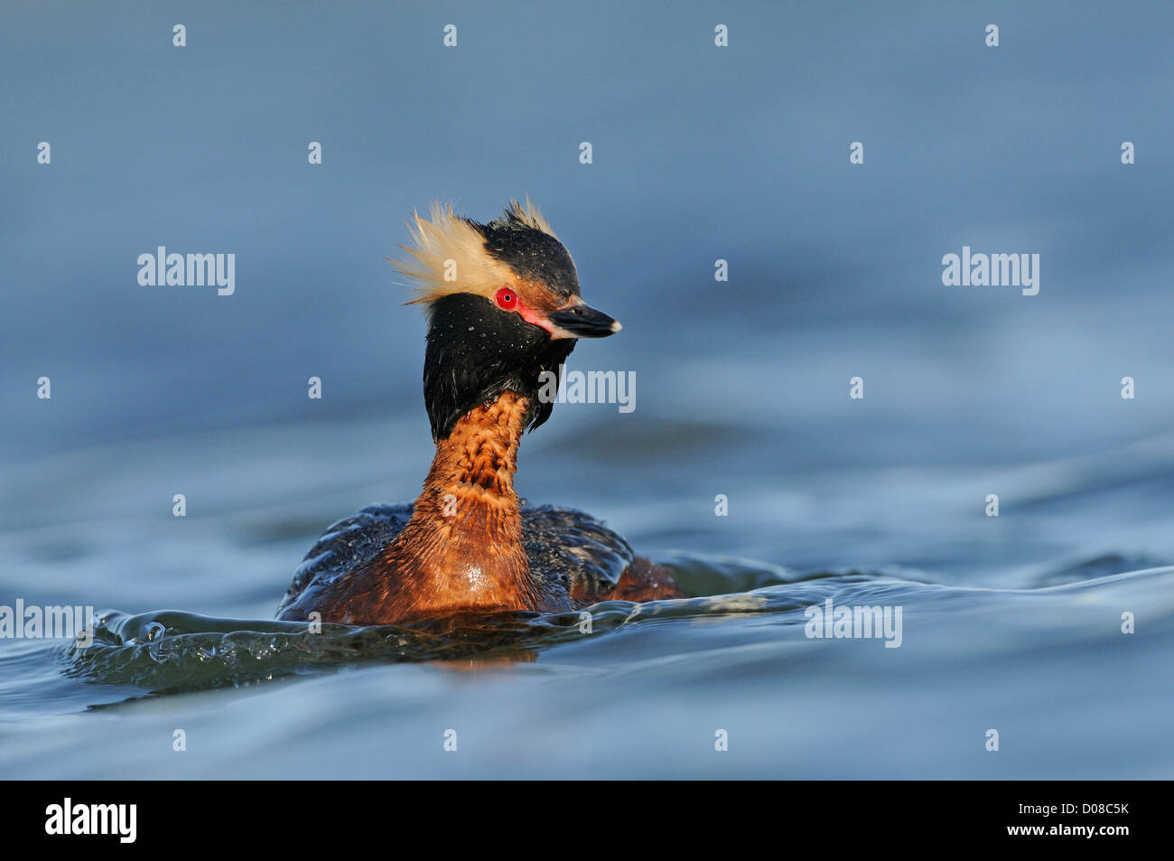Slavonian or Horned Grebe (Podiceps auritus) swimming, in summer breeding plumage, Iceland, June Stock Photo