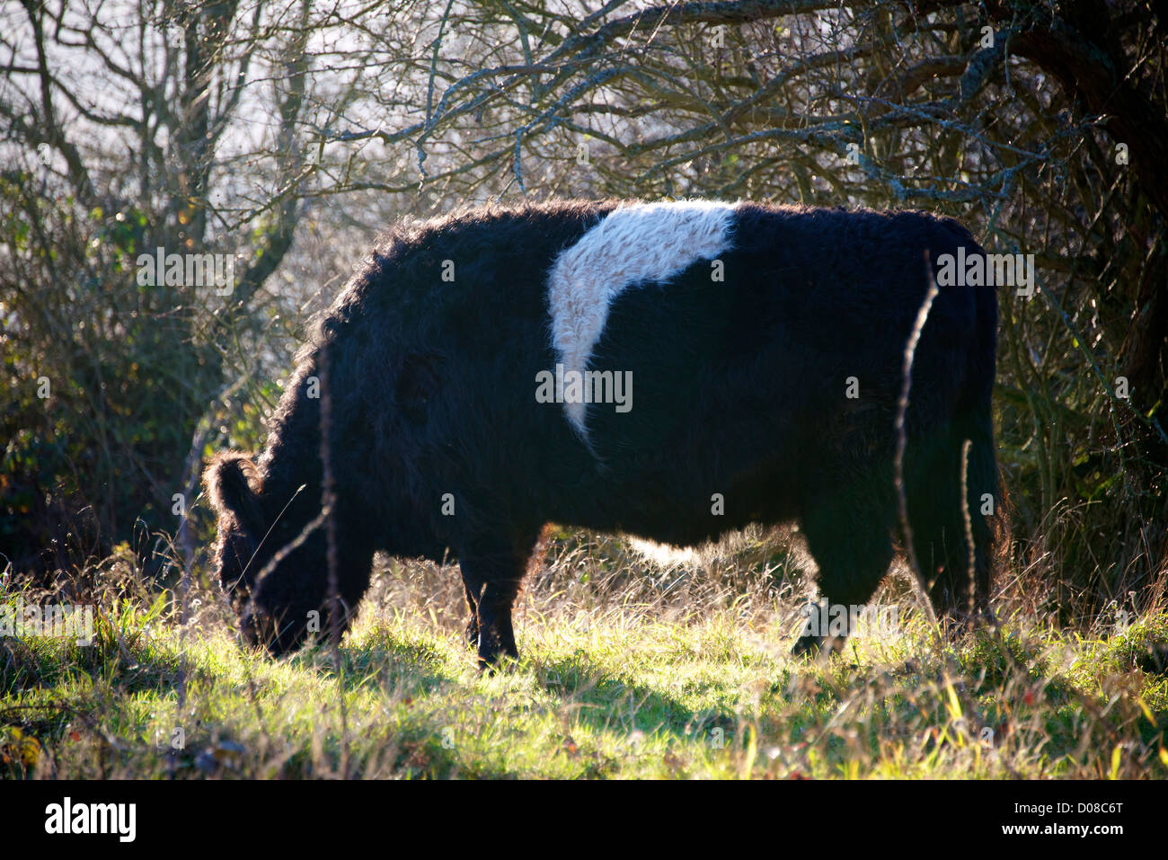 Heritage Breed Belted Galloway Cattle grazing on Reigate Colley Hill in the low November evening sun Stock Photo