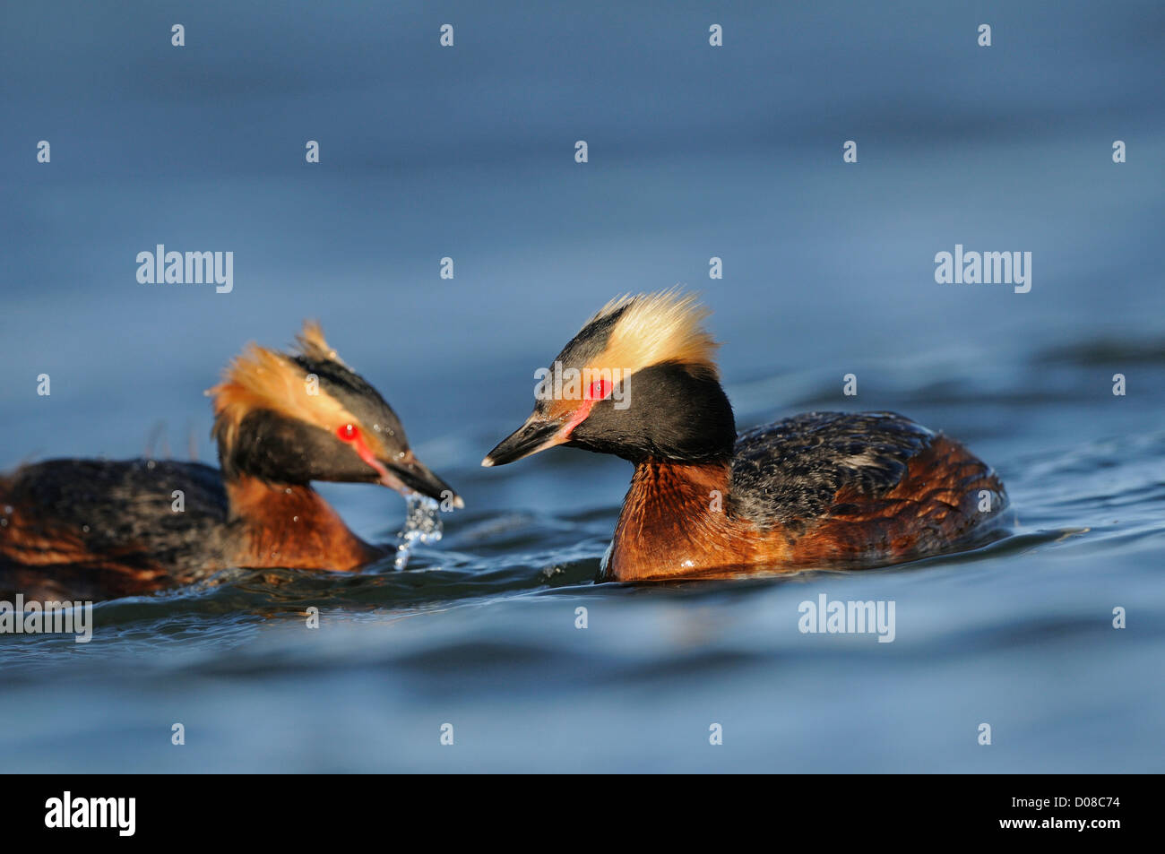 Slavonian or Horned Grebe (Podiceps auritus) breeding pair swimming together, Iceland, June Stock Photo