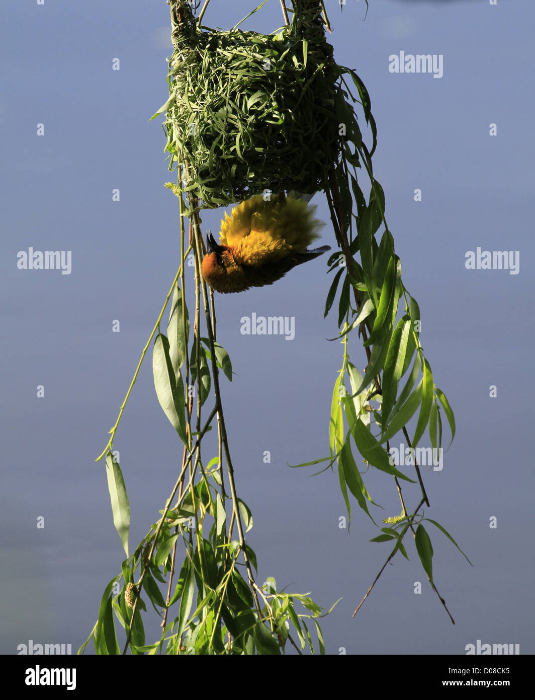 A male Cape Weaver (Ploceus capensis) trying to attract a female to his newly built nest. Stock Photo