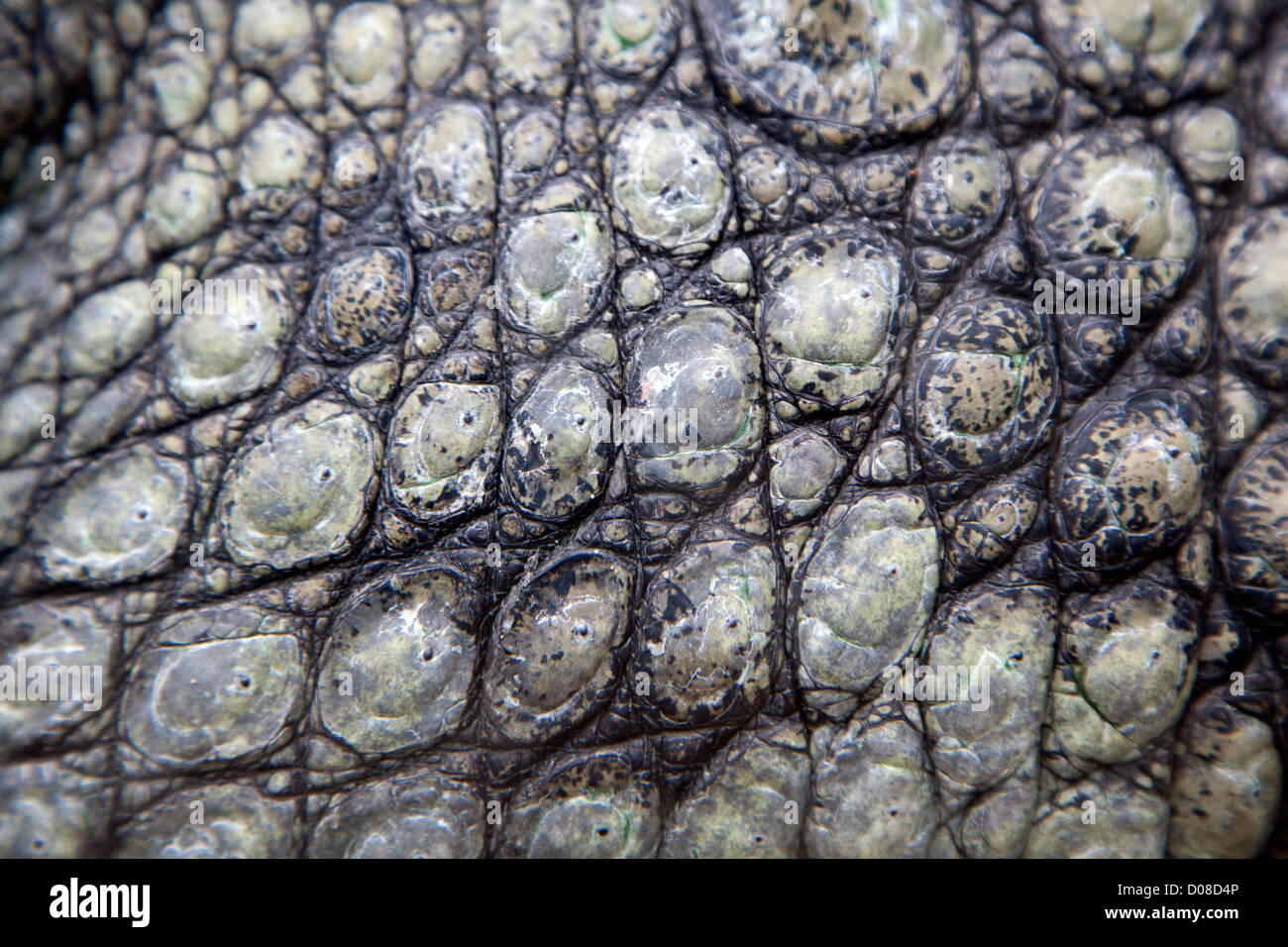 Pattern of scales on a crocodile, Blijdorp Zoo, Rotterdam, Netherlands Stock Photo