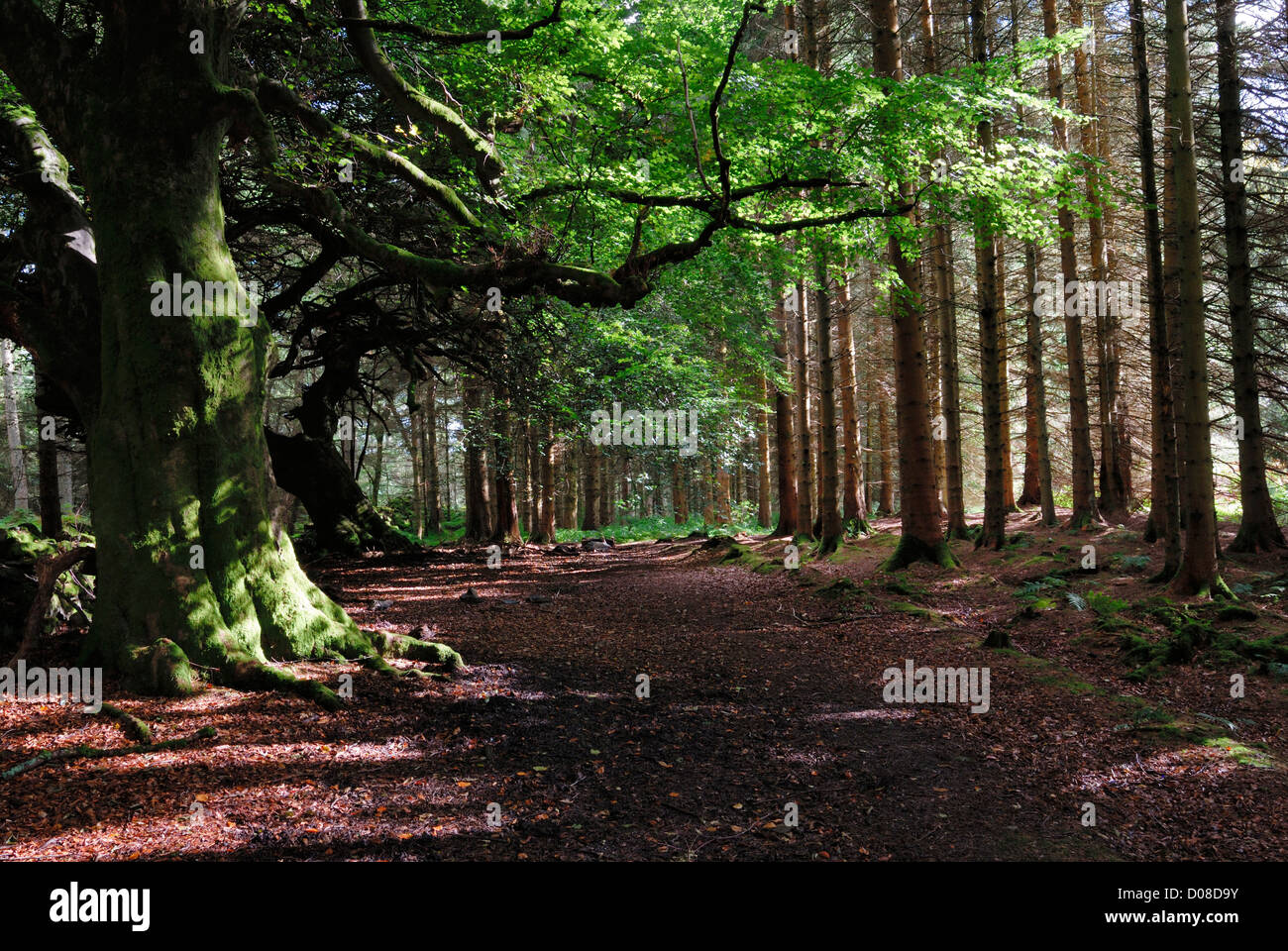 Coedwig Hi res Stock Photography And Images Alamy coedwig-hi-res-stock-photography-and-images-alamy