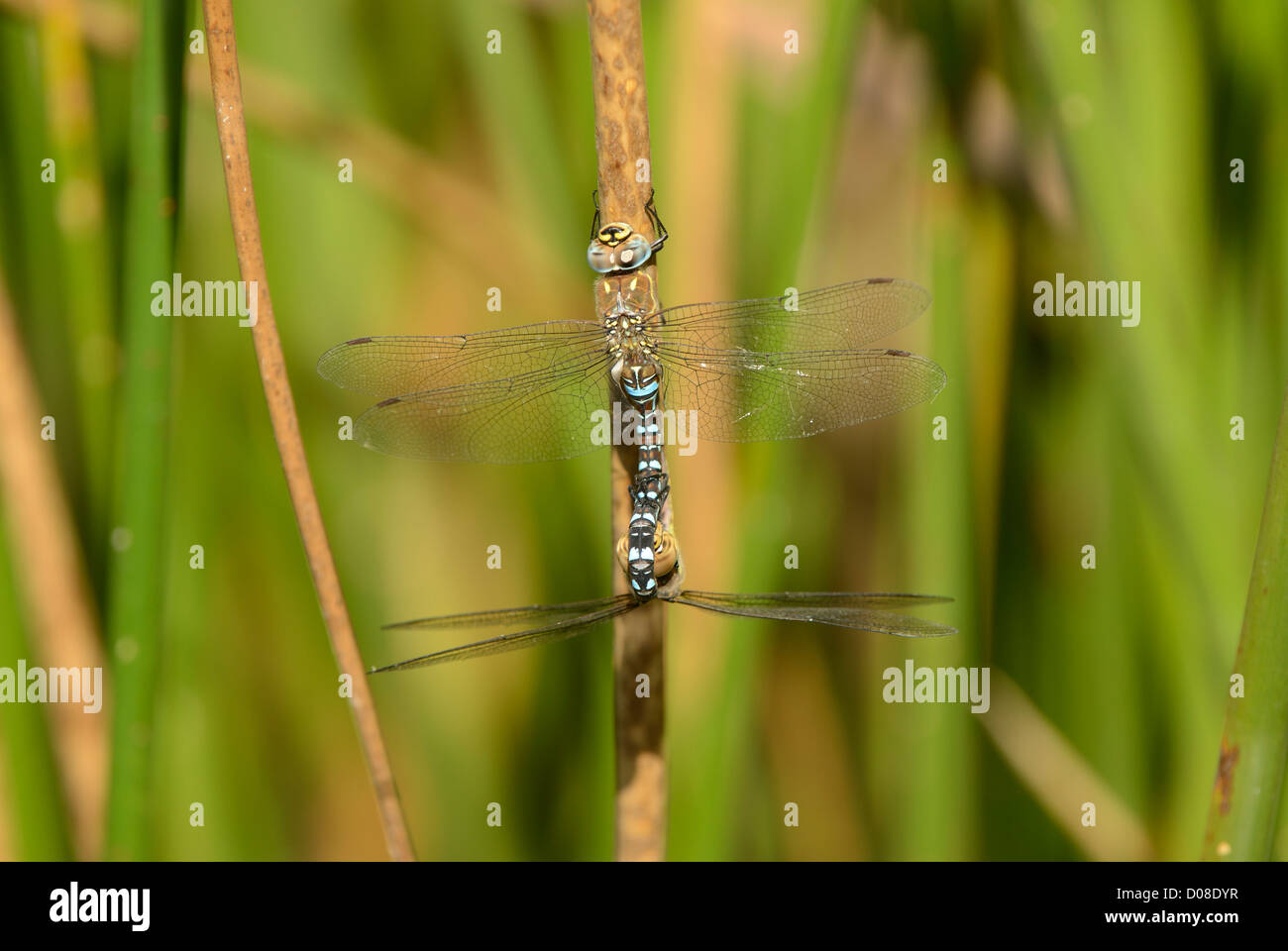 Migrant Hawker Dragonfly (Aeshna mixta) male and female mating, Barnes, England, September Stock Photo
