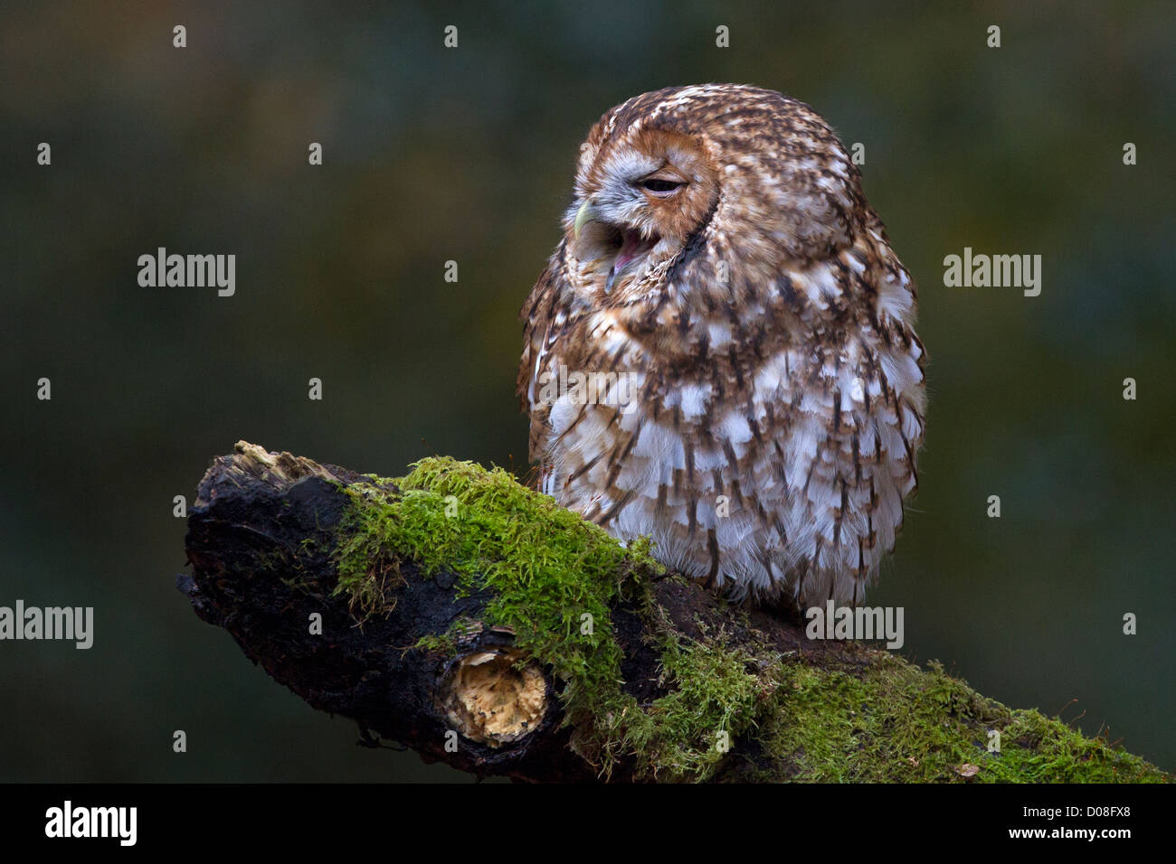 Tawny Owl calling Stock Photo