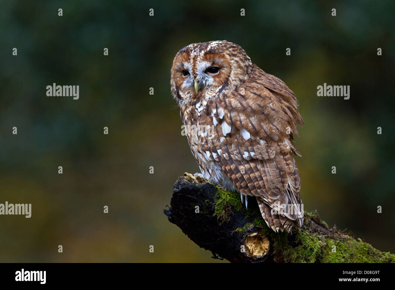 close-up-tawny-owl-hi-res-stock-photography-and-images-alamy