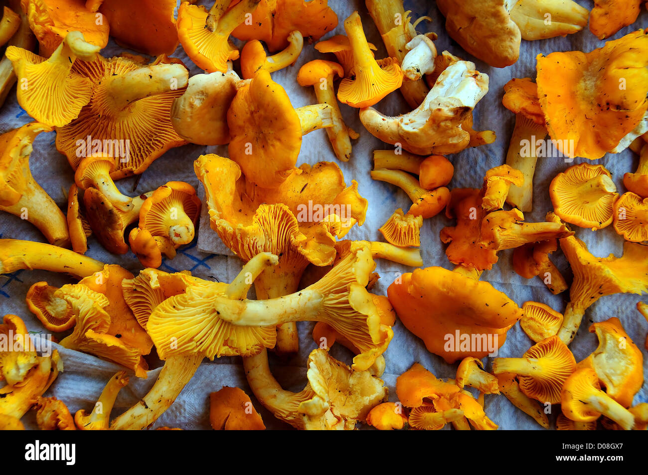 Preparing, cleaning and drying chanterelles Stock Photo Alamy
