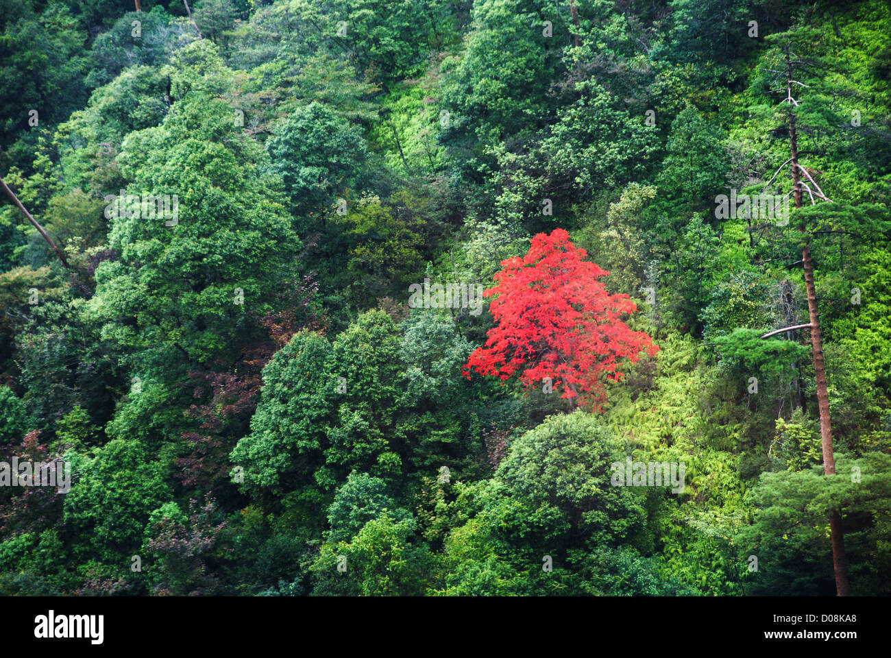 Japan, Miyajima, (Itsukushima) Island Japanese fall colours Stock Photo
