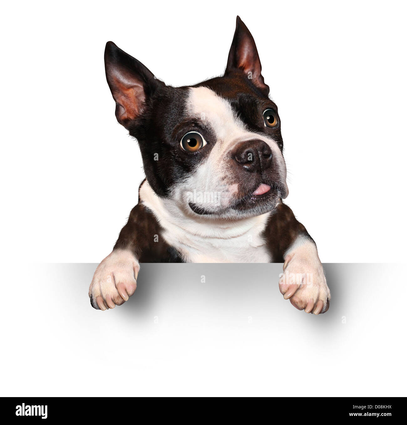 Cute dog holding a blank sign as a Boston Terrier with a smiling happy expression sending a message pertaining to pet care on a Stock Photo