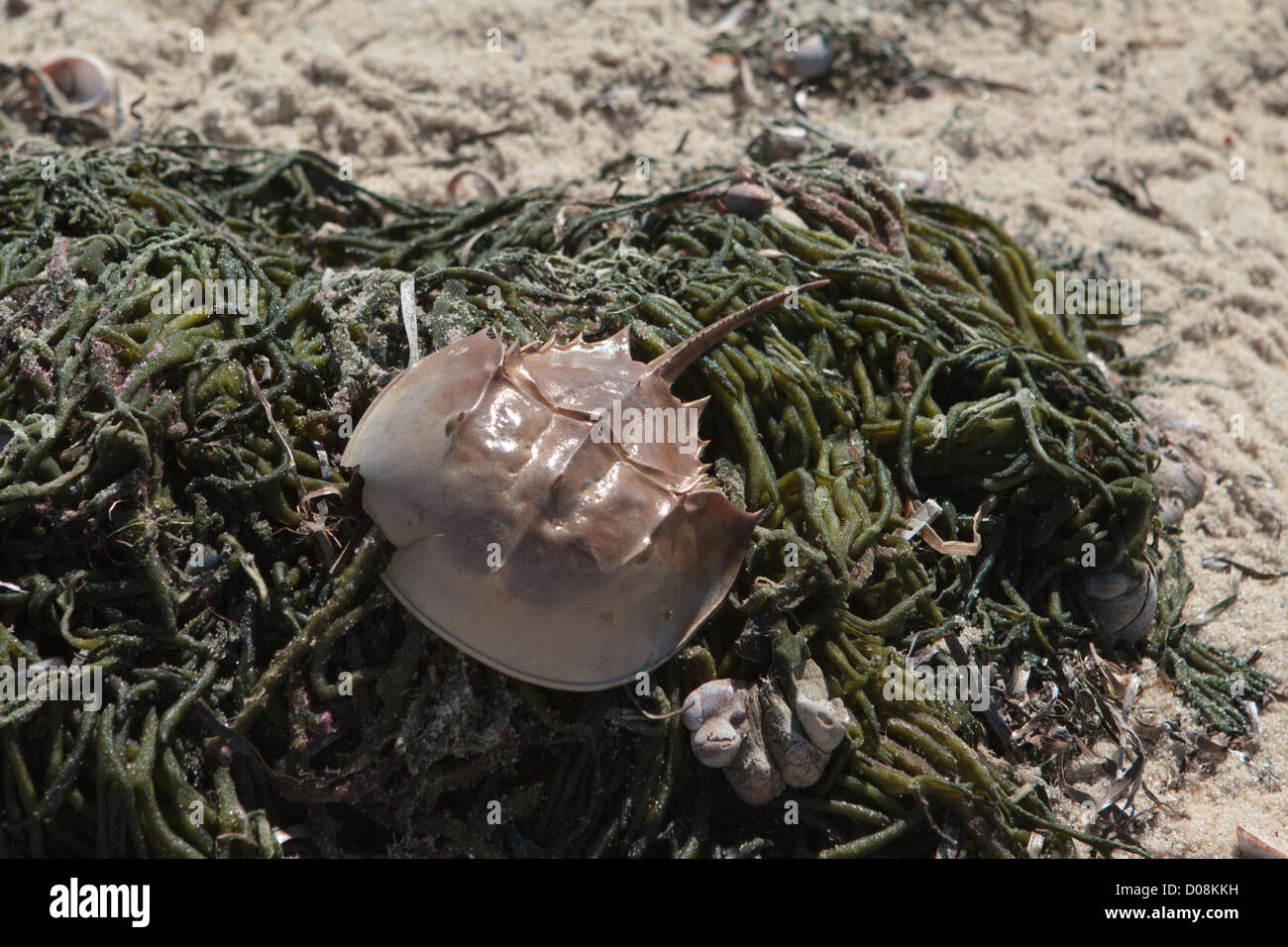 Atlantic horseshoe crab washed up on the shore of Cape Cod