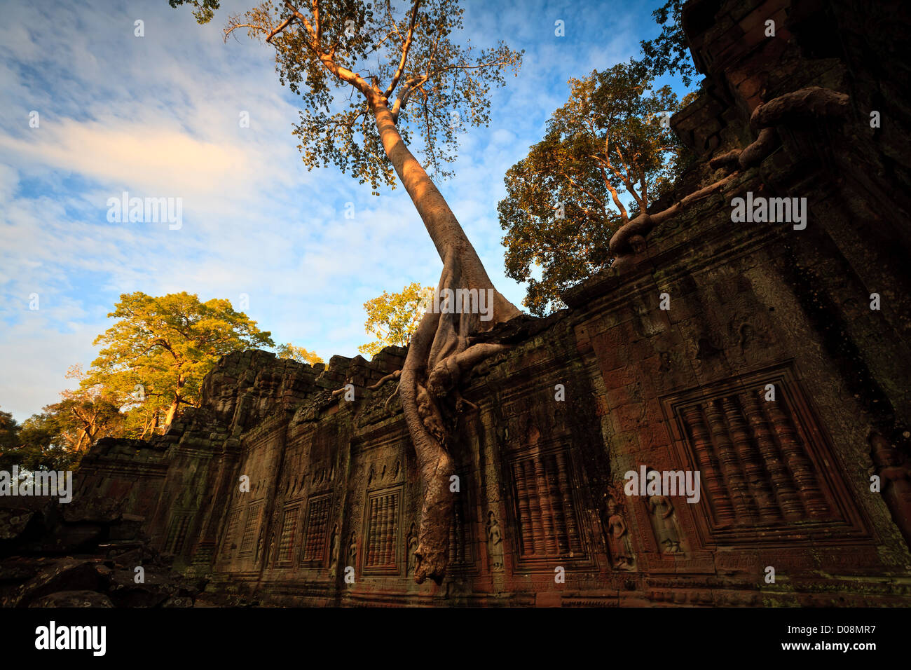 A tree grows on top down the sides of a temple wall at the ruins in Angkor Wat SIEM REAP, CAMBODIA, UNESCO World Heritage Site Stock Photo