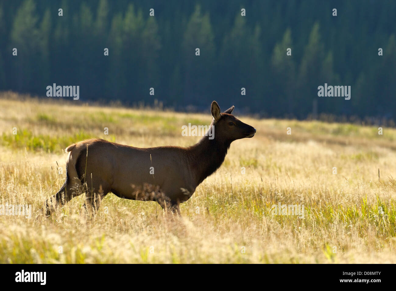 Female elk, or wapiti, Cervus canadensis, Madison River valley near Madison, Yellowstone National Park, Wyoming, USA Stock Photo