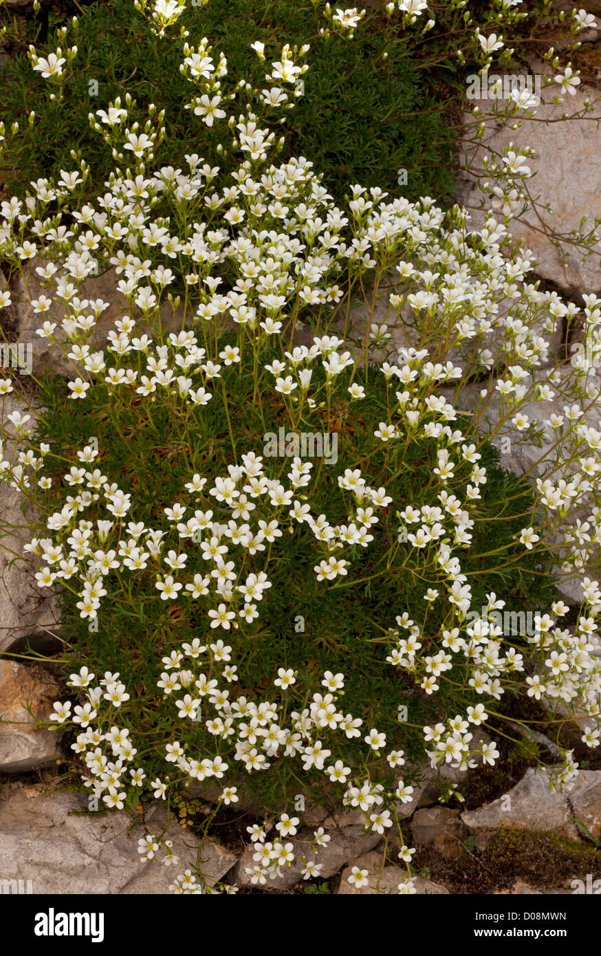 An endemic saxifrage, Saxifraga canaliculata in the Picos de Europa, Spain. Stock Photo