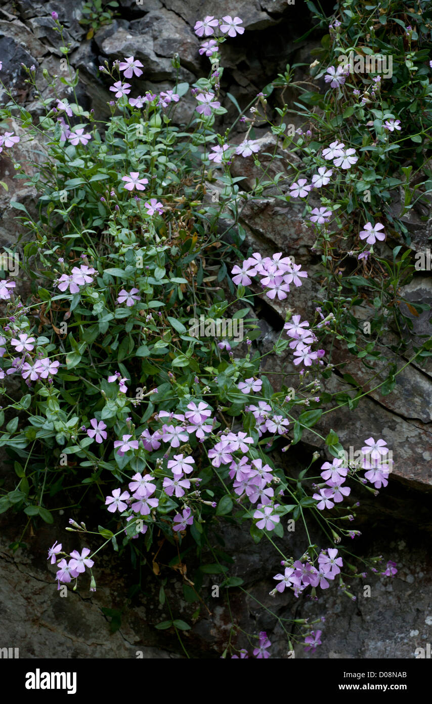 An endemic flower, Petrocoptis pyrenaica on limestone in the Picos de Europa, Spain. Stock Photo