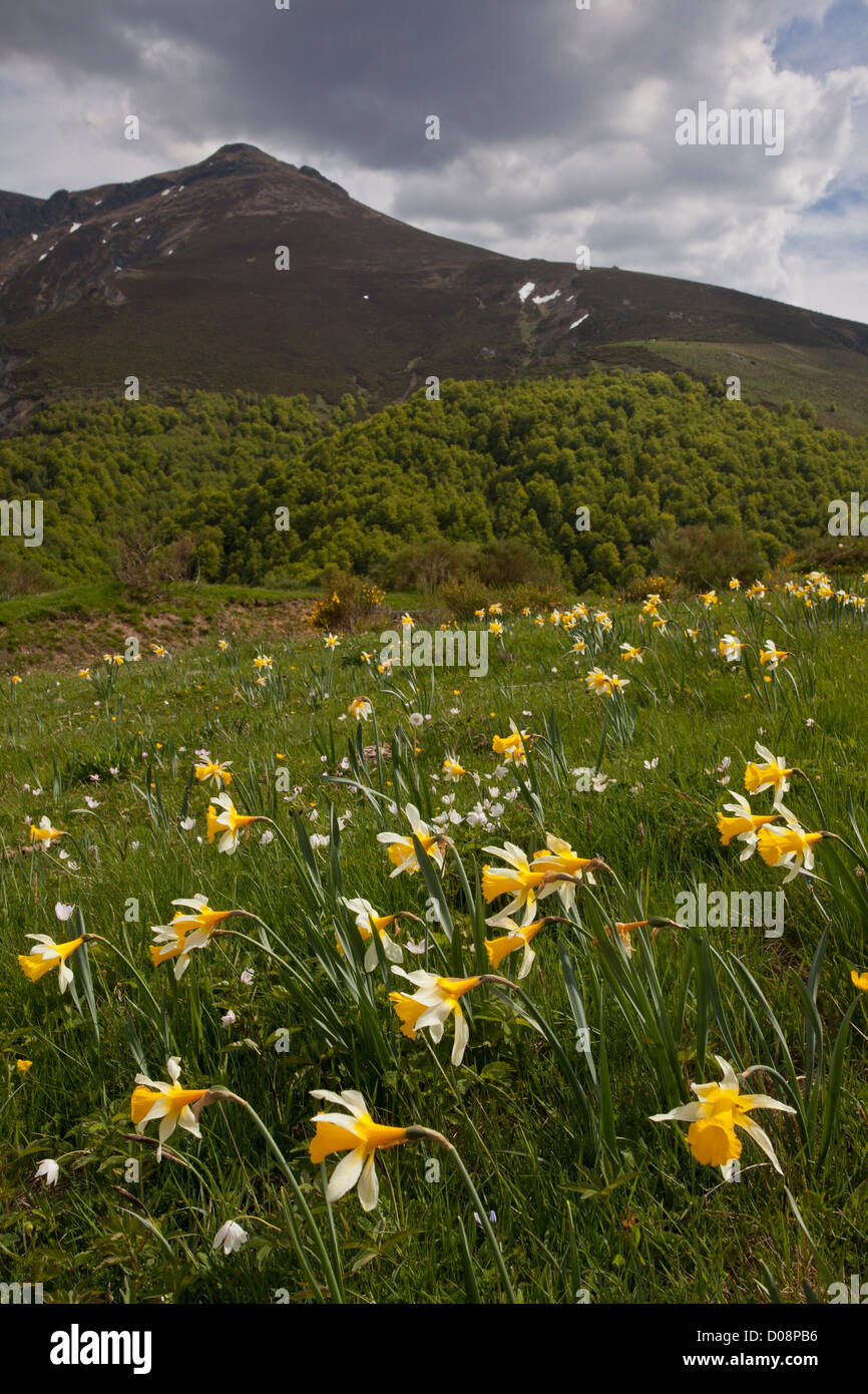Wild daffodils (Narcissus pseudonarcissus ssp. nobilis), San Glorio