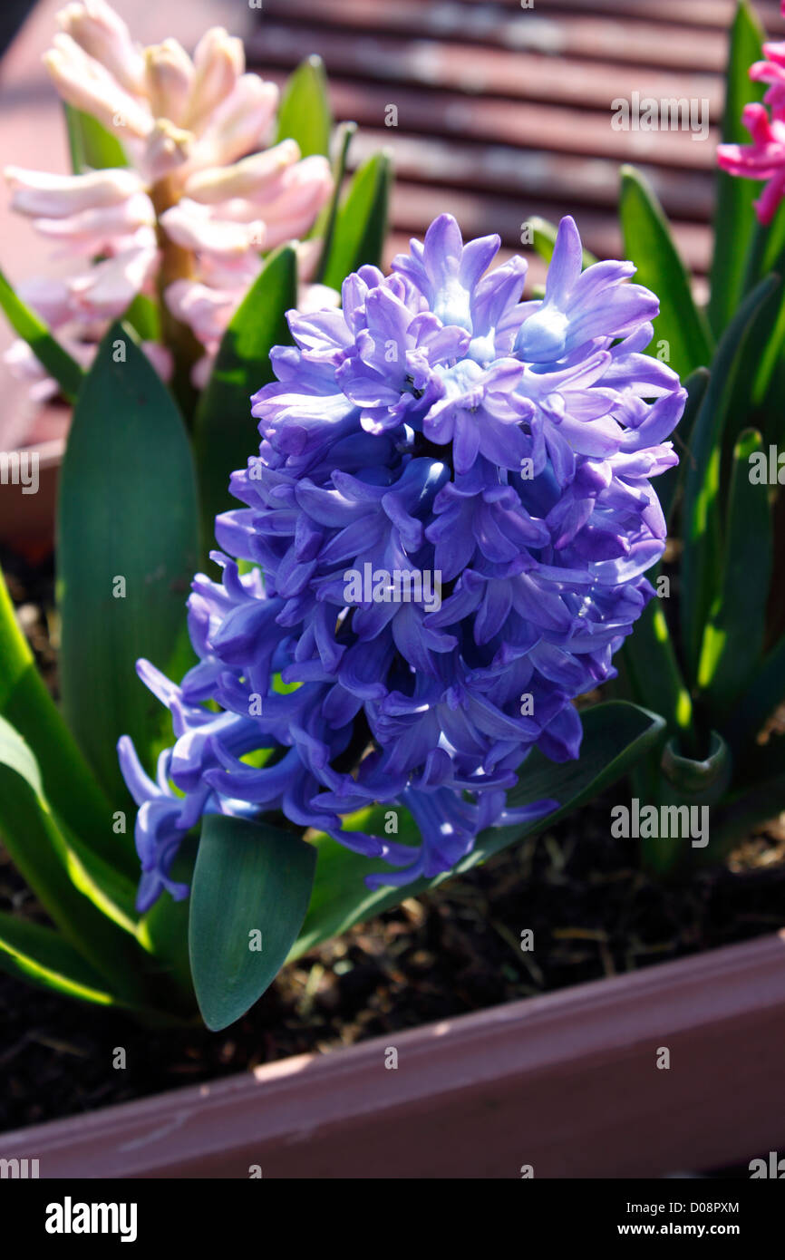HYACINTHUS. HYACINTH FLOWERING BULB Stock Photo Alamy