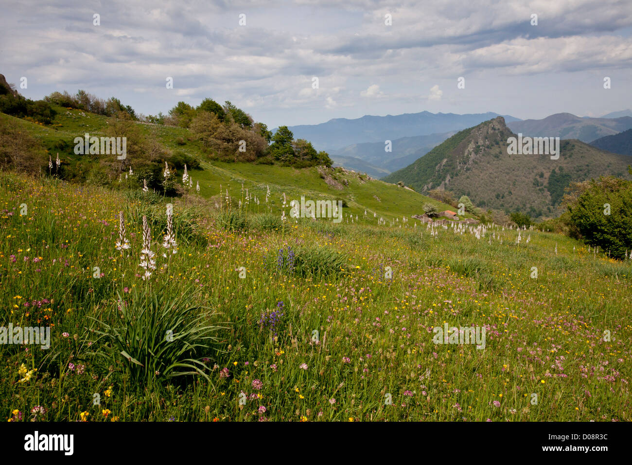 High flowery pastures, with White Asphodel and Kidney Vetch, San Glorio pass, Picos de Europa, Spain, Europe Stock Photo