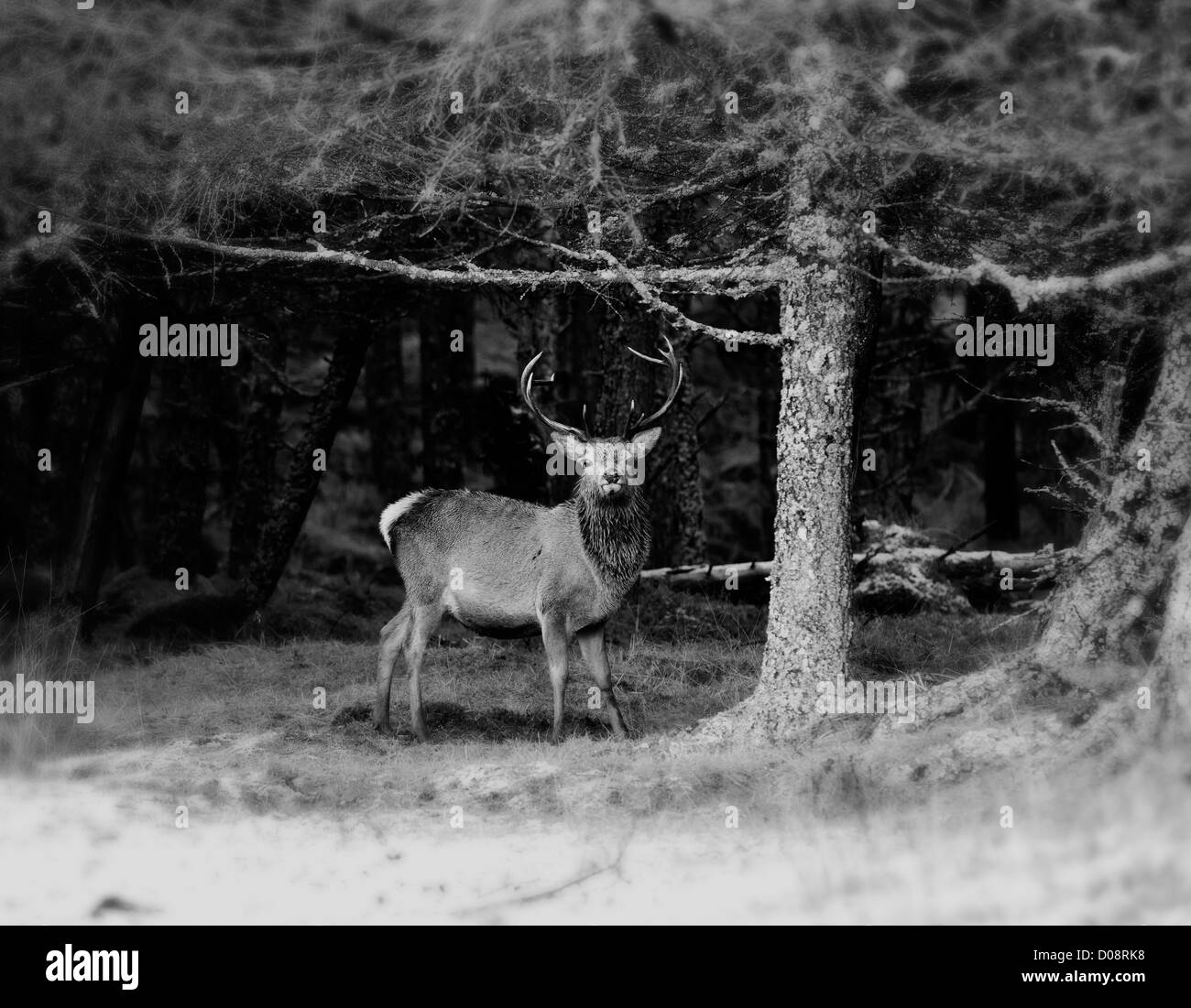 A red deer stag soon after the rut roams the scottish highlands , this black and white photograph has a vintage feel to it. Stock Photo
