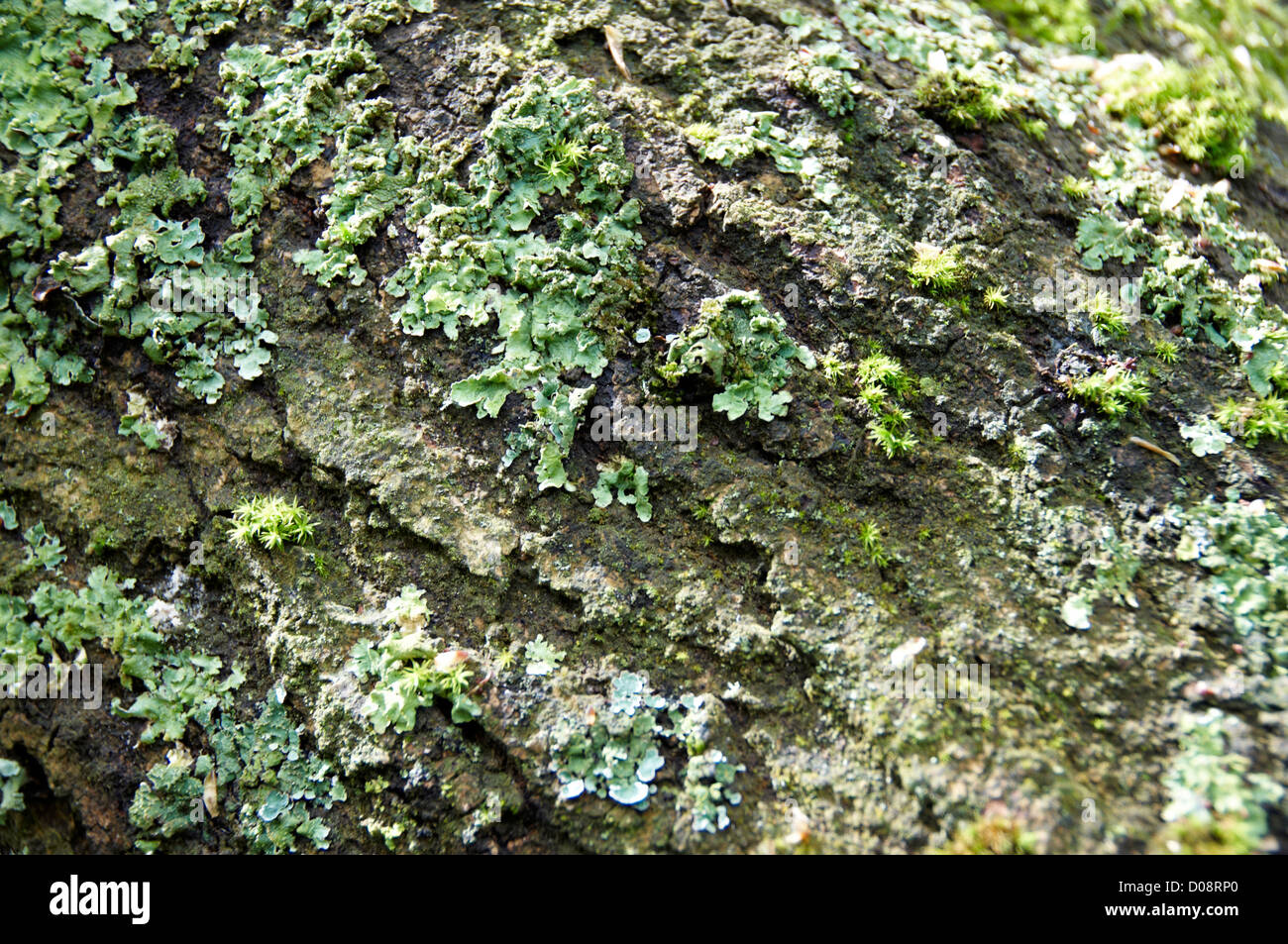 Close up detail of the texture on a tree trunk Stock Photo