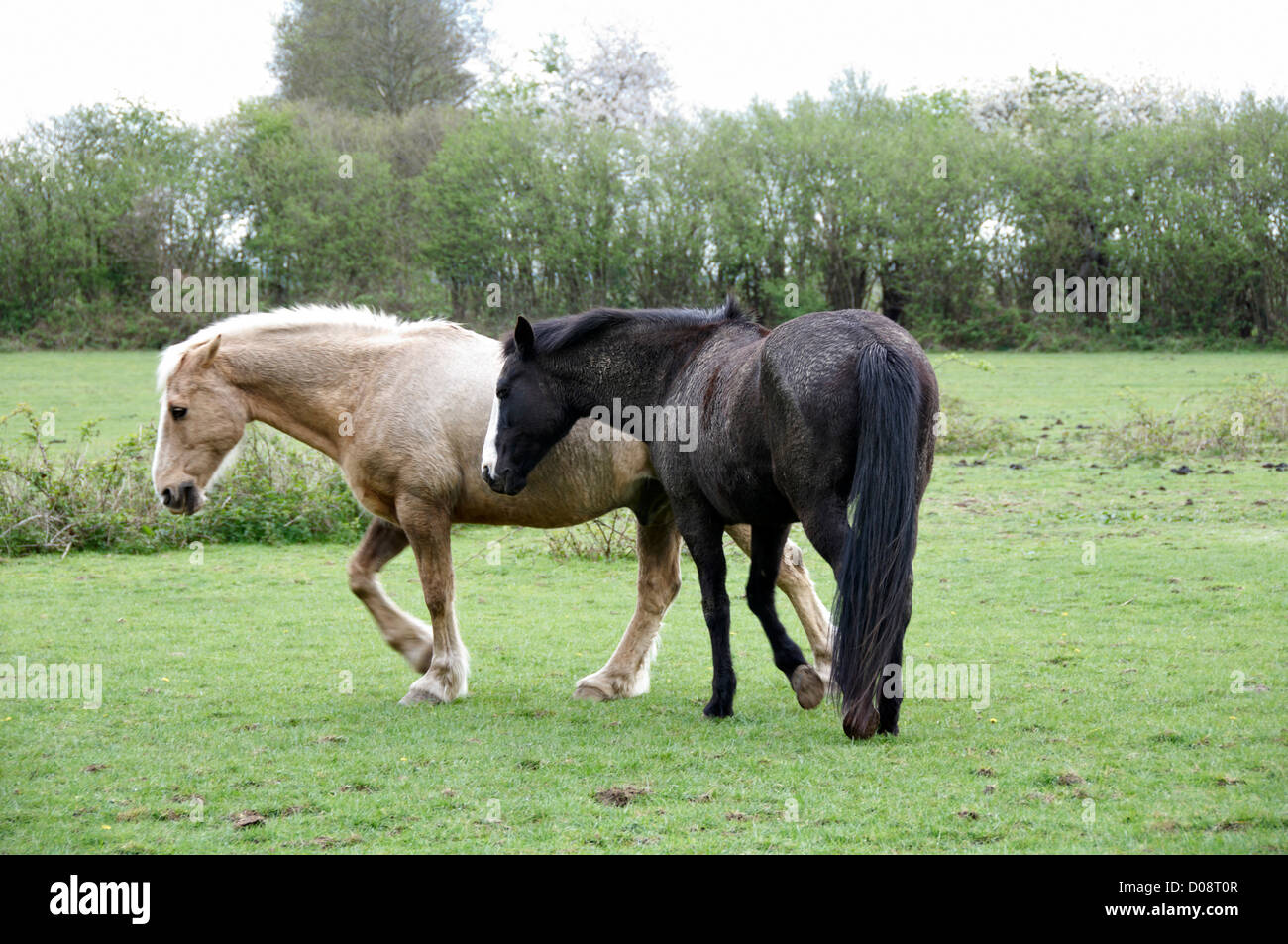 Two horses in a field with trees in the background Stock Photo