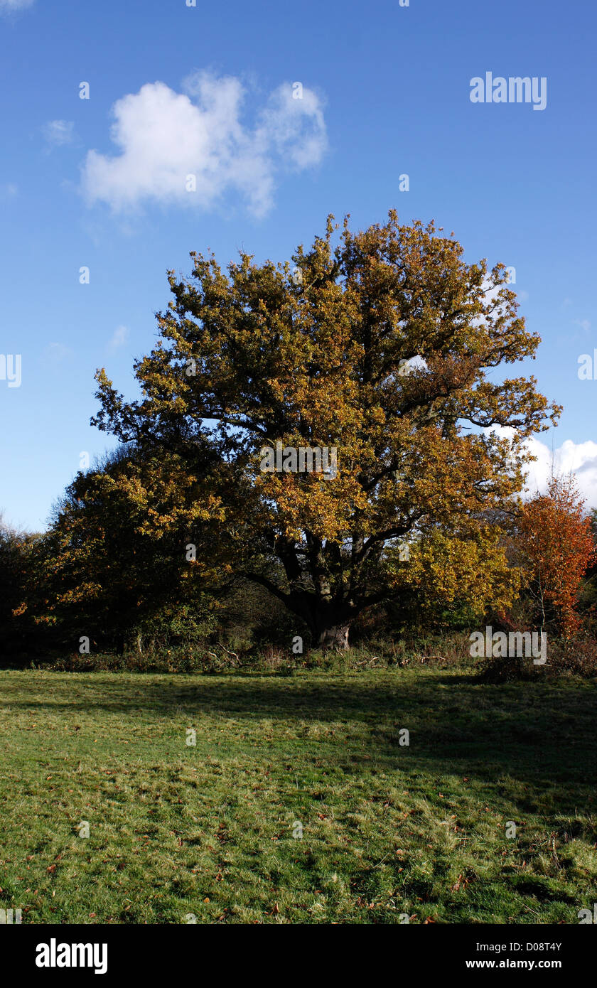 English oak quercus robur ancient oak tree in old forest hi-res stock ...