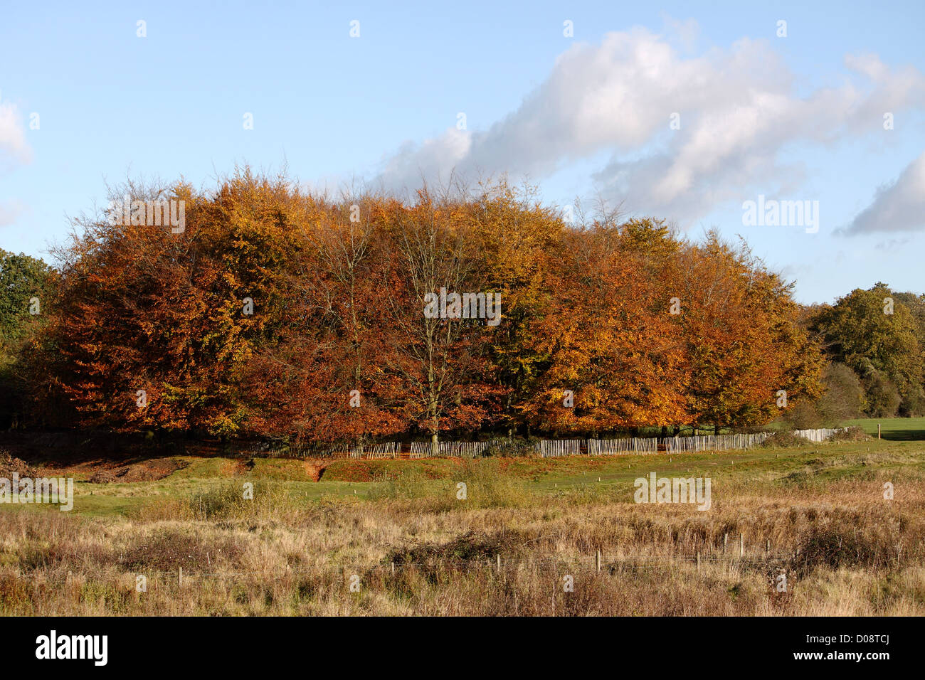 FAGUS SYLVATICA. COPPER BEECH COPPICE IN HATFIELD FOREST ESSEX. UK