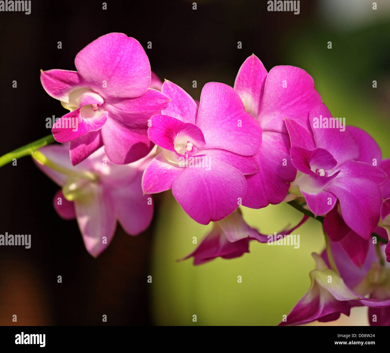 Beautiful orchid flowers Stock Photo