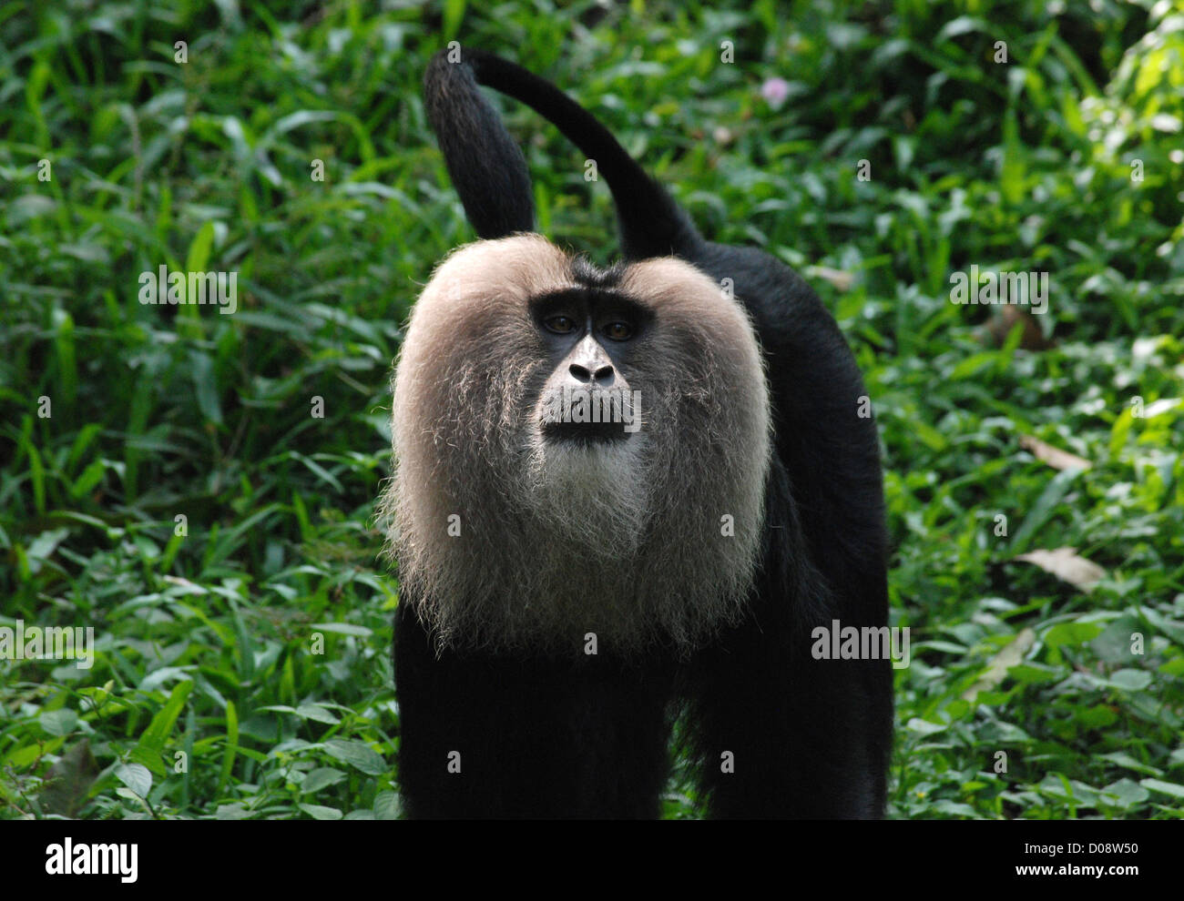 lion tailed macaque,silent valley,kerala,india. this is an endangered
