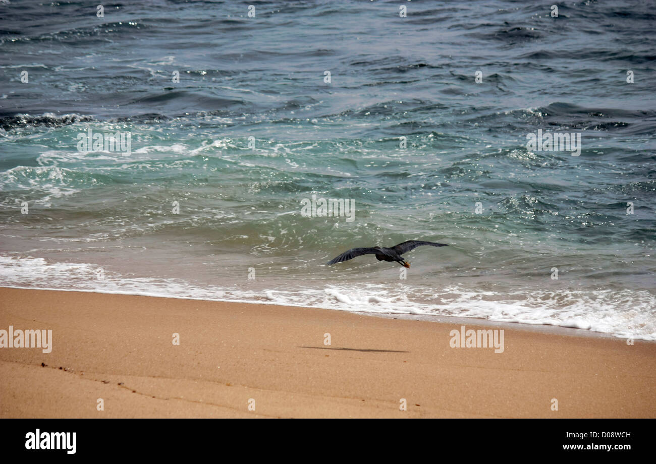 Beach view - a bird flying Stock Photo