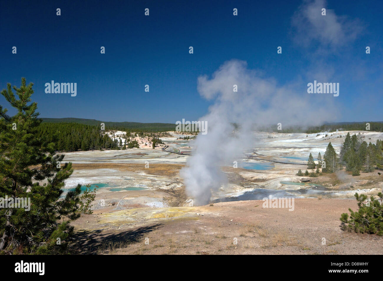 Black Growler Steam Vent in Porcelain Basin, Norris Geyser Basin ...
