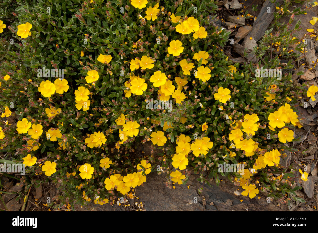 A rock-rose relative (Halimium lasianthum subsp. alyssoides = H. alyssoides) Picos de Europa, Spain, Europe Stock Photo