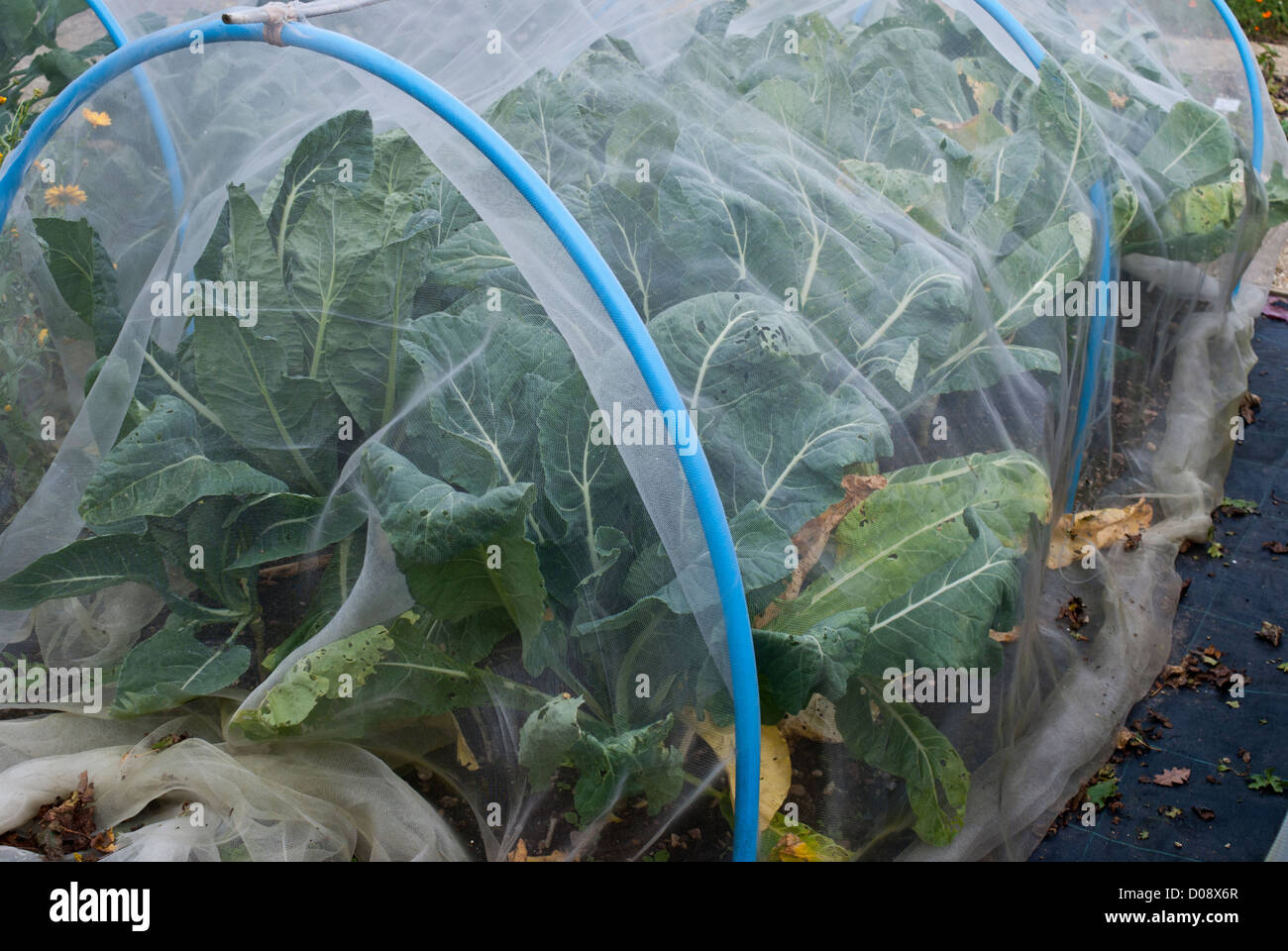 Garden brassicas cabbage netting hires stock photography and images