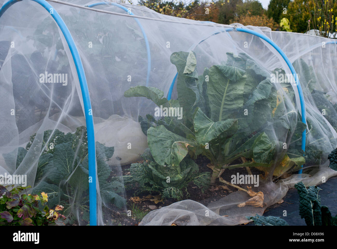 Garden fleece being used as frost protection on an allotment Stock Photo