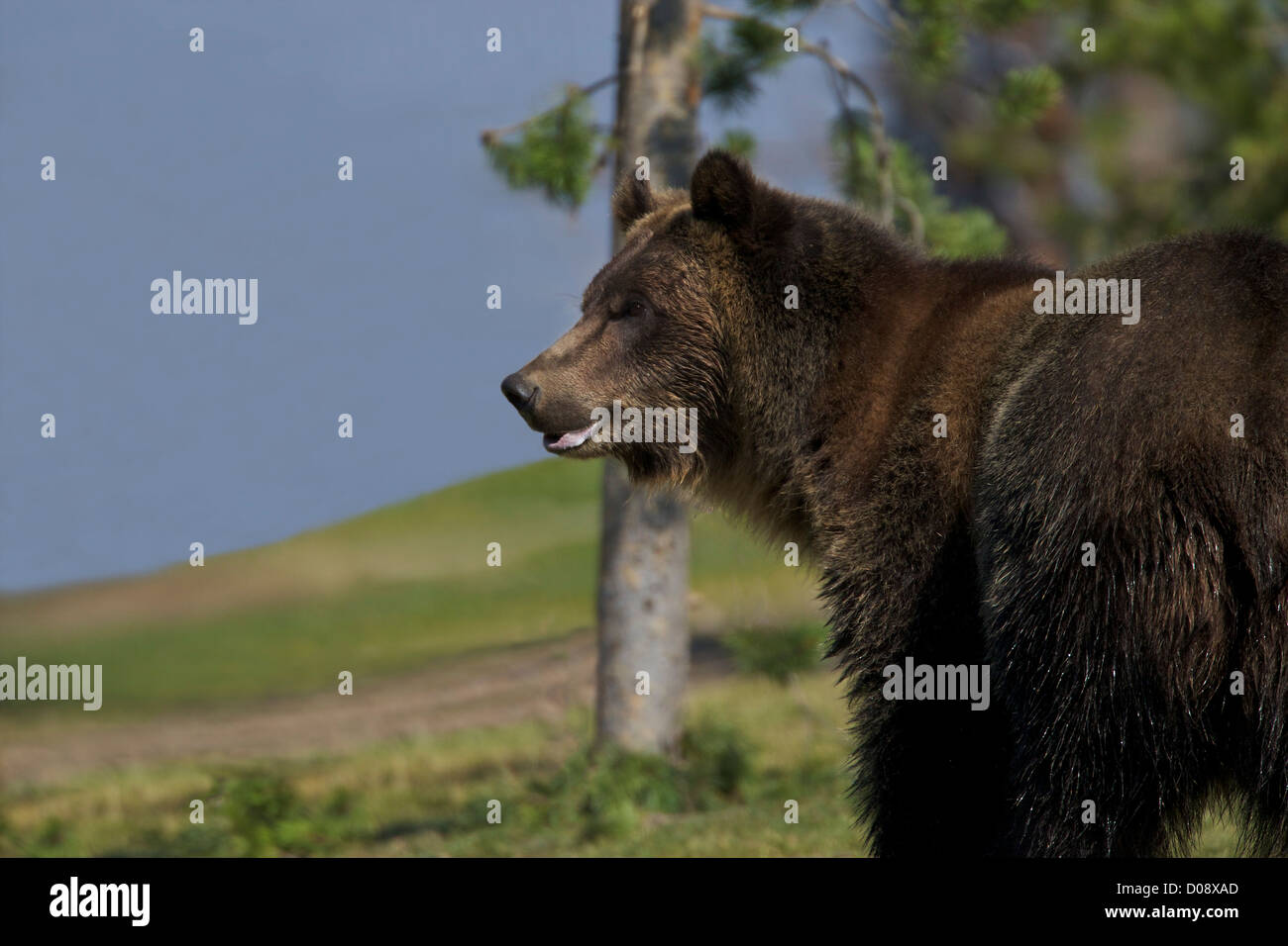 Grizzly bear, Ursus arctos horribilis, Grizzly and Wolf Discovery Centre, West Yellowstone, Montana, USA Stock Photo