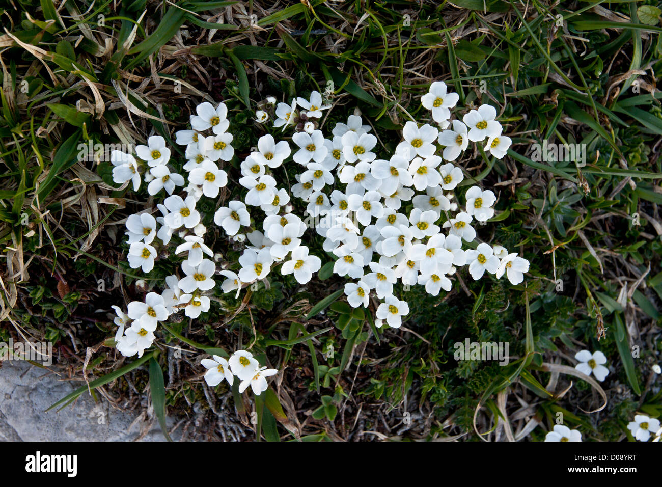 An uncommon alpine rock-cress (Draba dedeana) Picos de Europa, Spain, Europe Stock Photo