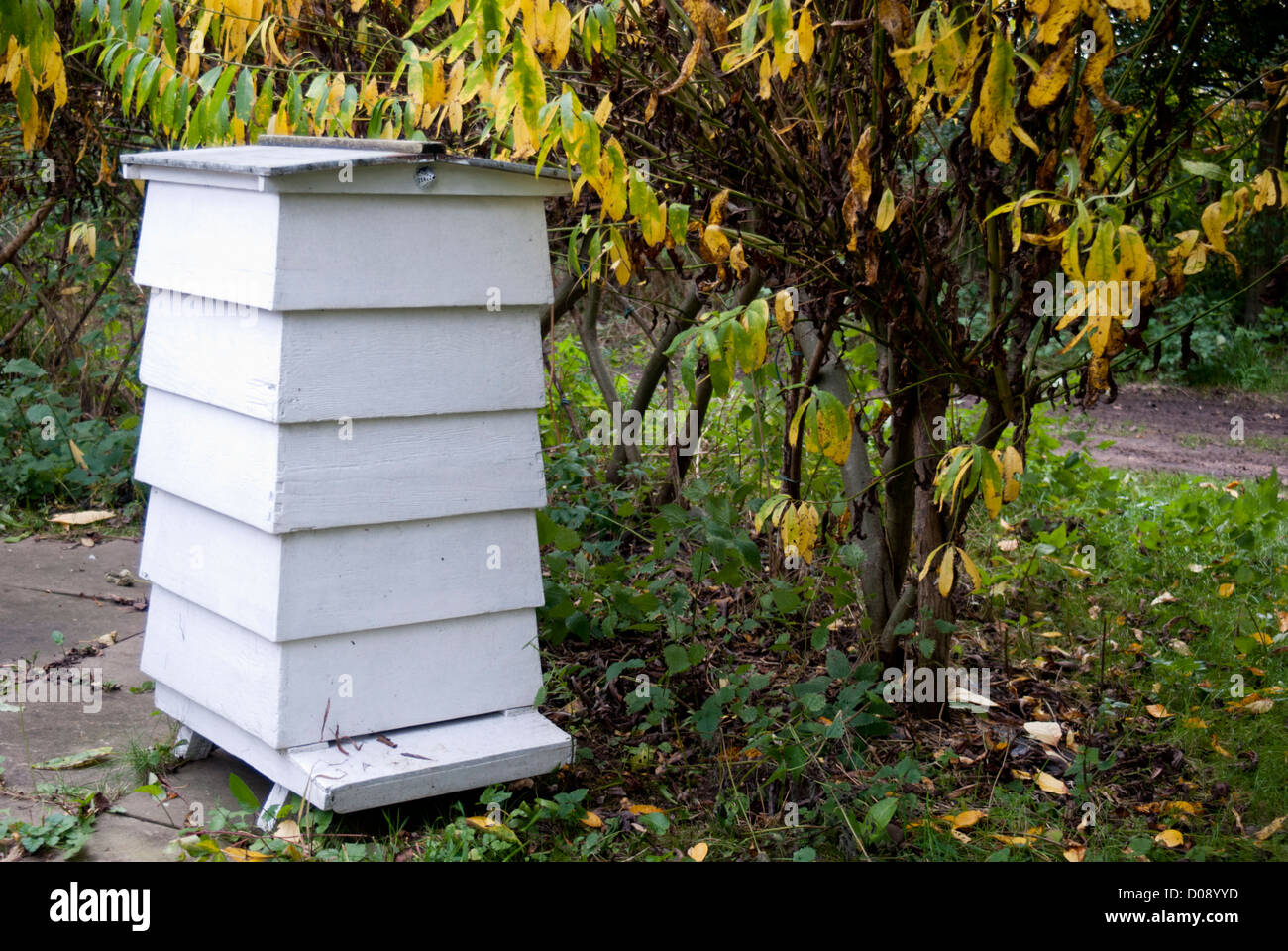 Bee hive with trees in the background Stock Photo