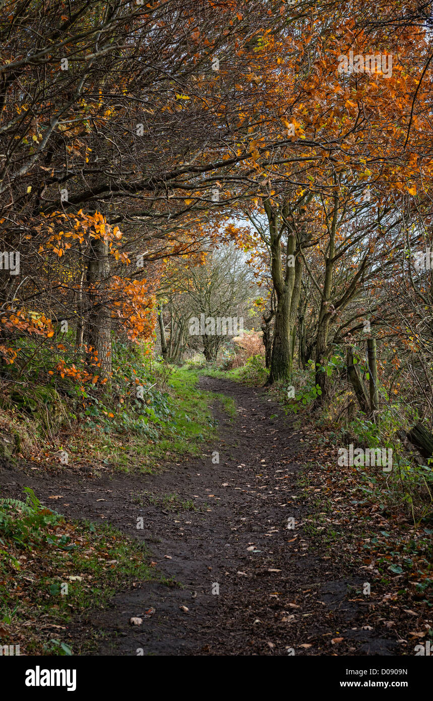 Autumn in County Durham Stock Photo